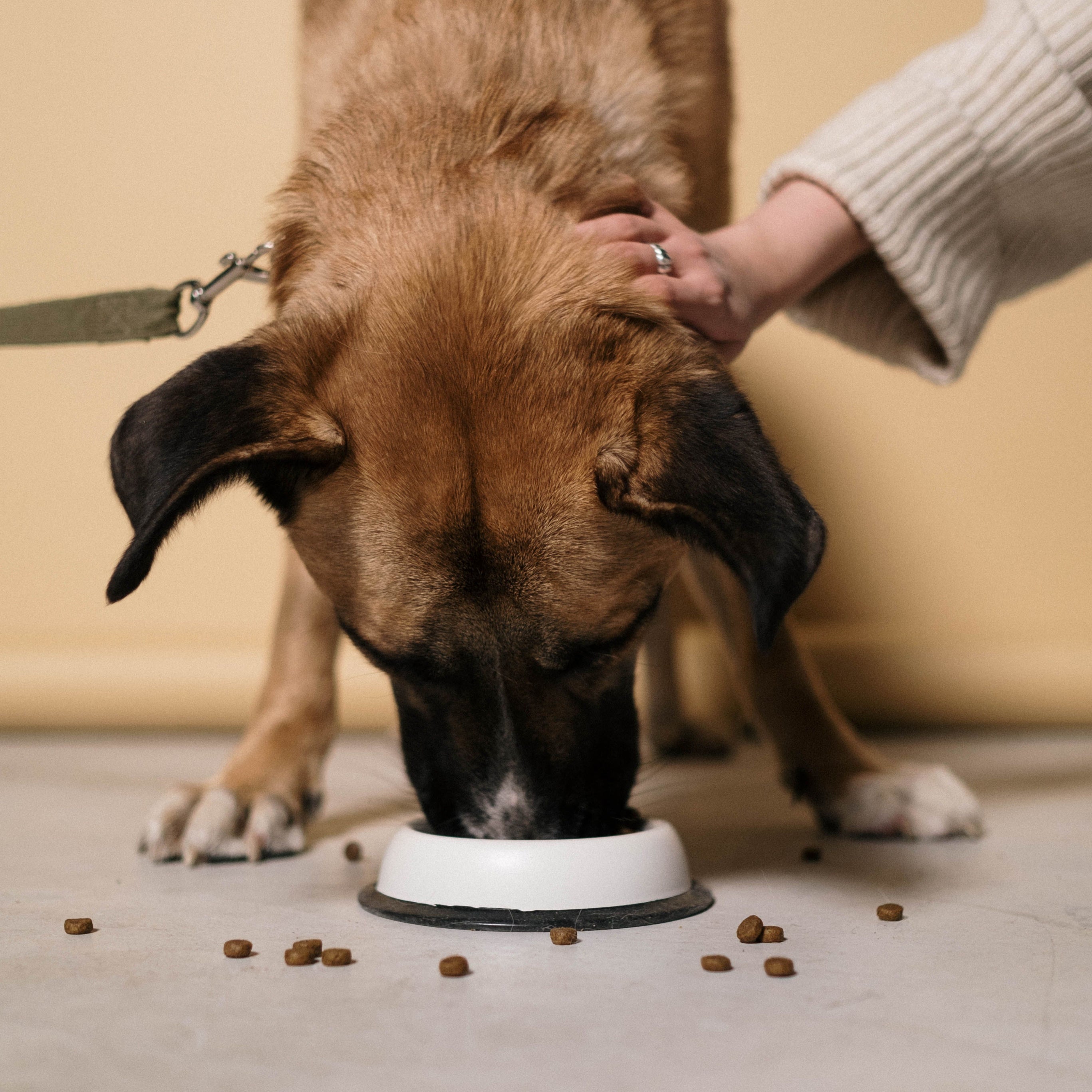 Salute degli animali domestici
