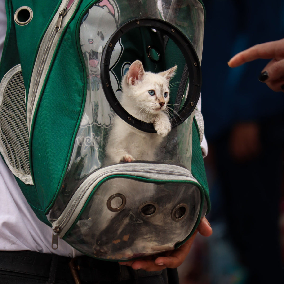 Toelettatura e viaggio con animali domestici-58