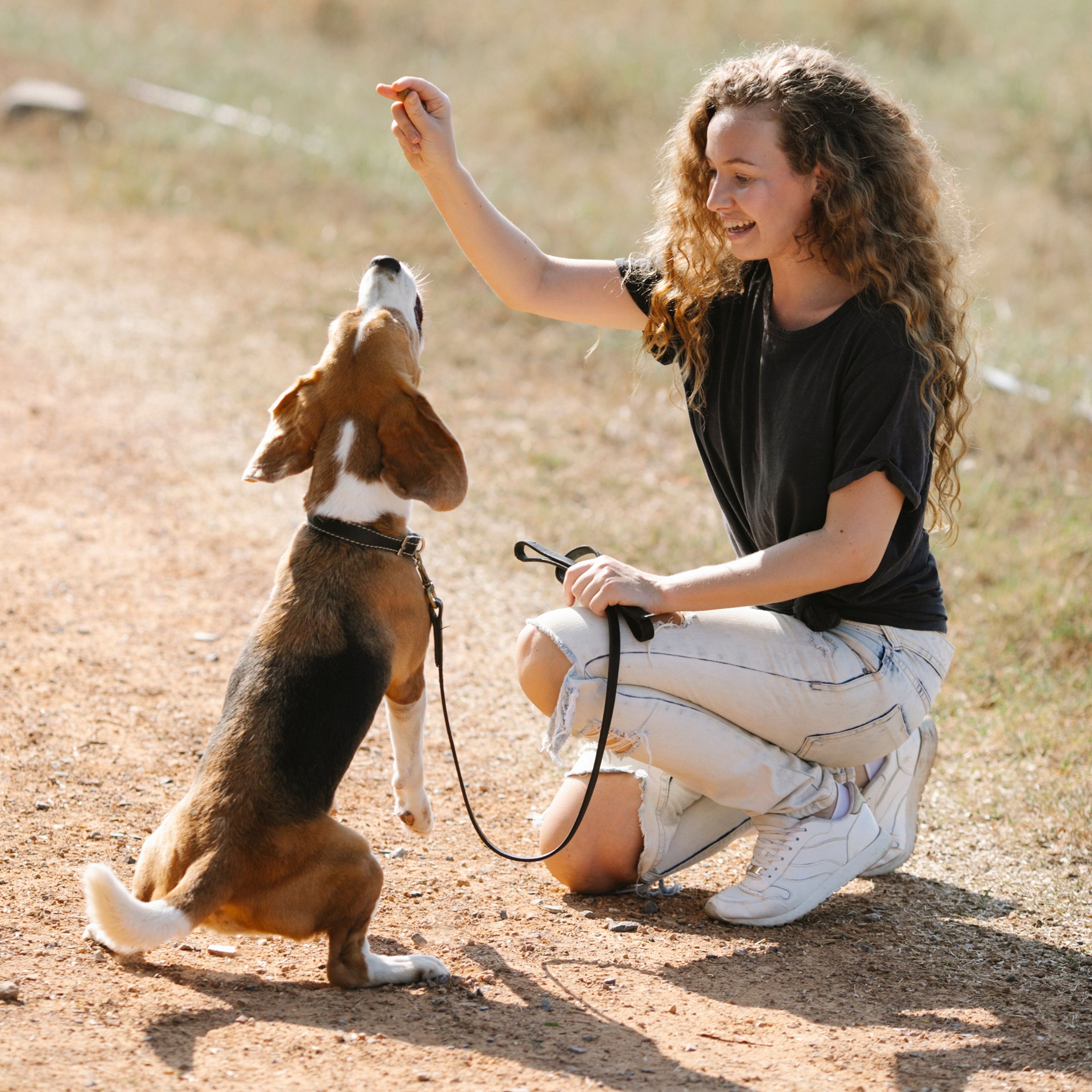 Sicurezza e addestramento degli animali domestici