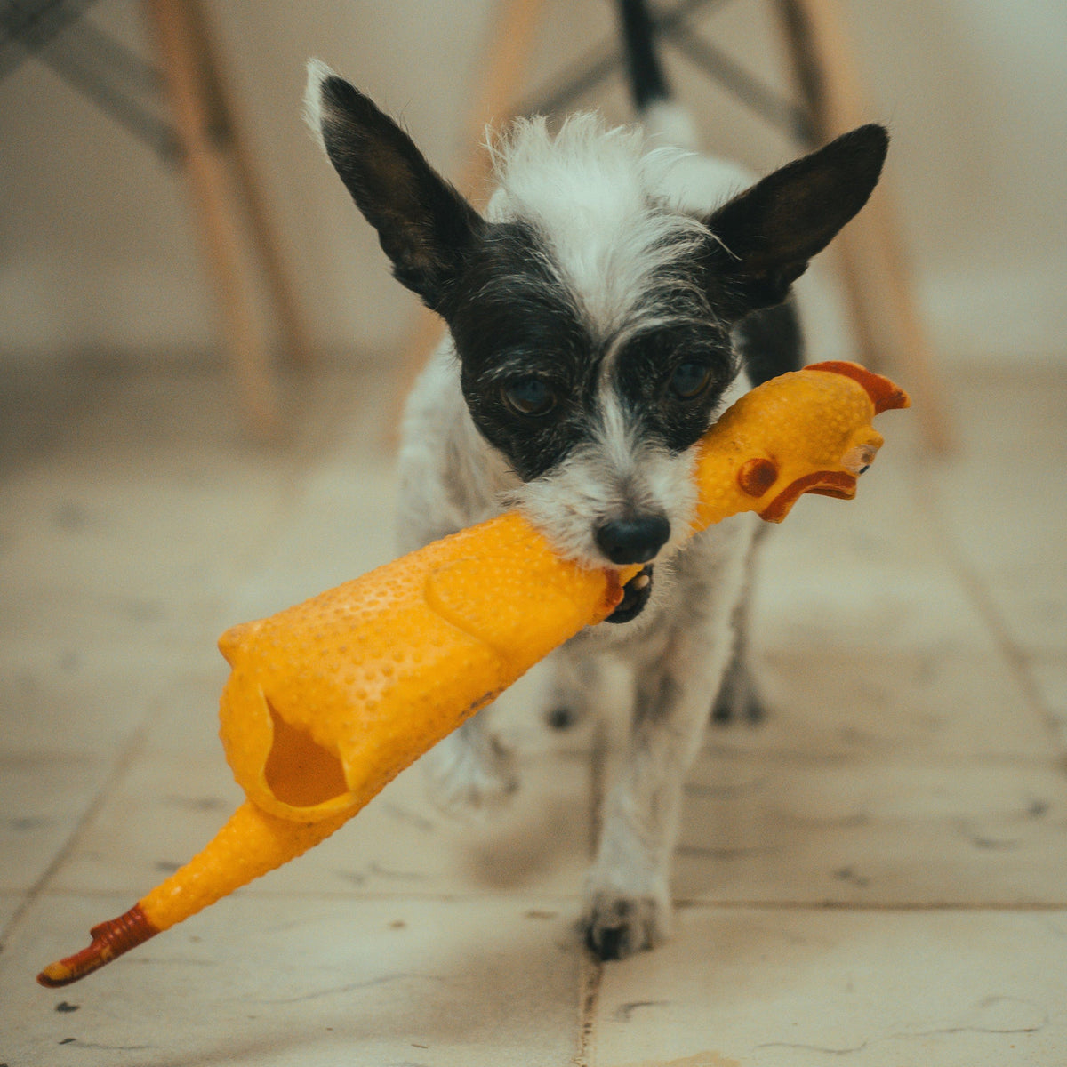 Giochi per animali domestici-27