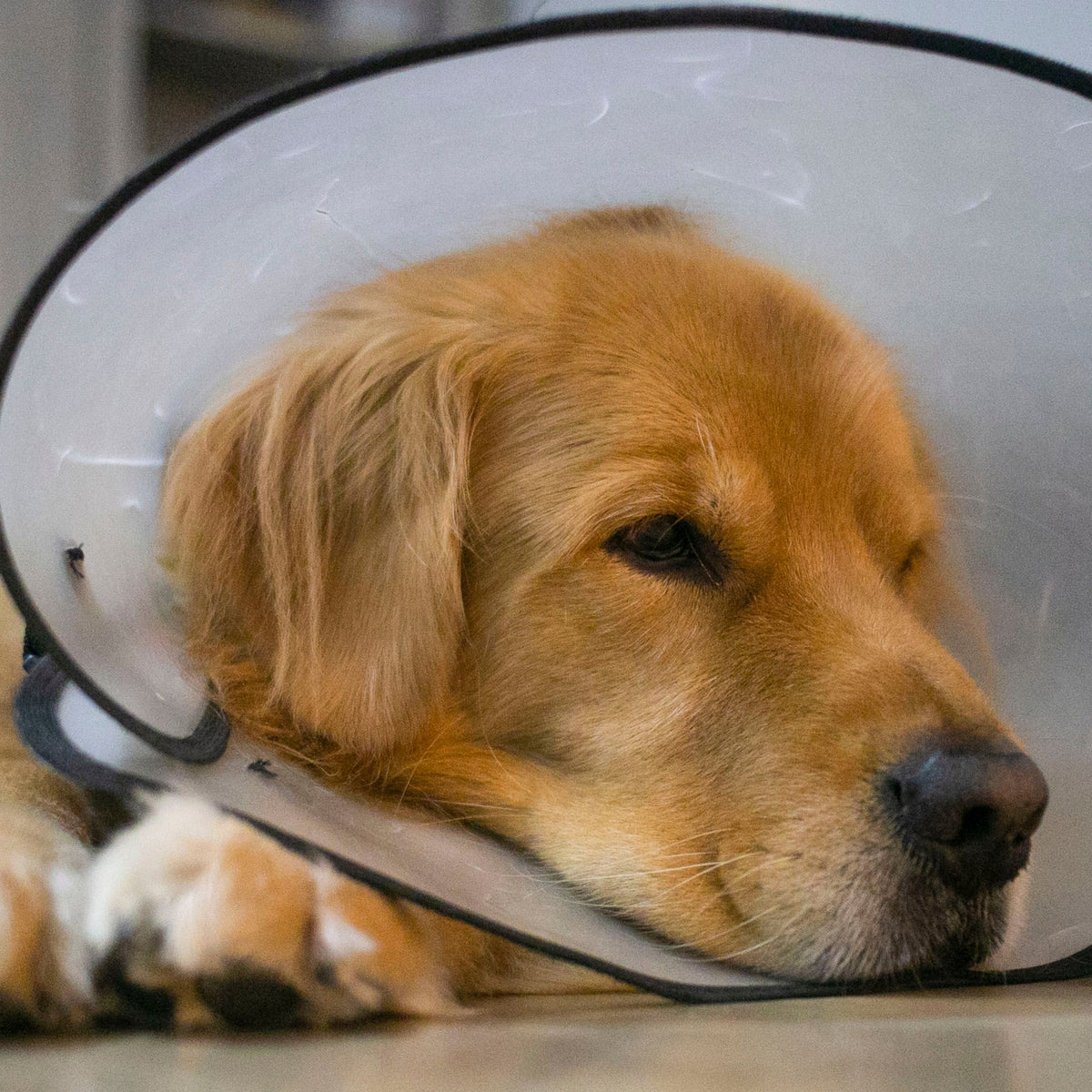 Accessori per la salute degli animali domestici-95