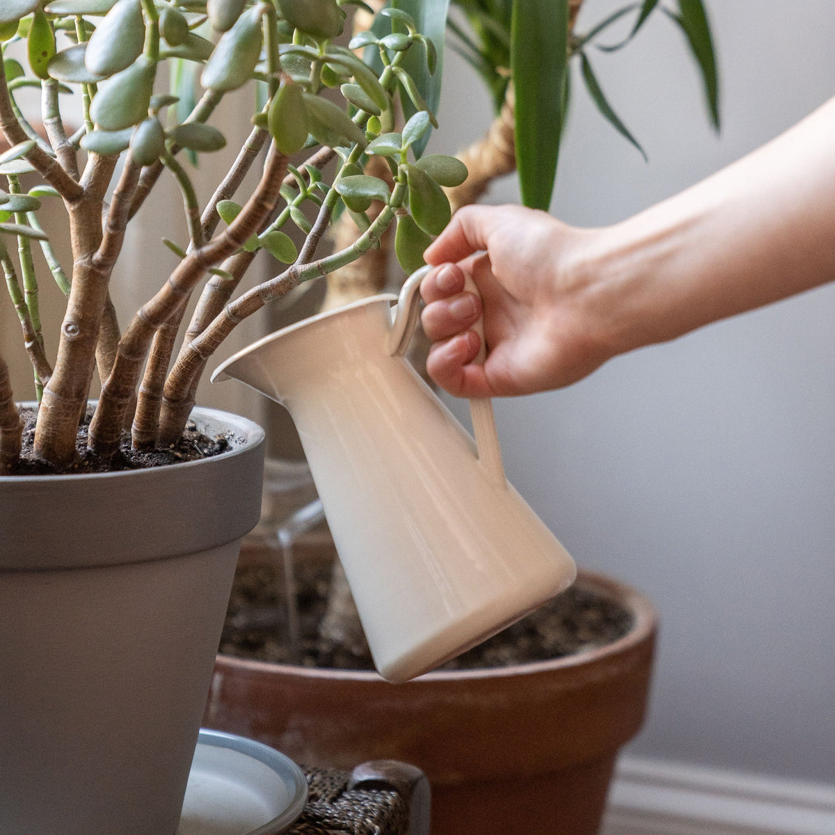 Cura delle piante da interno