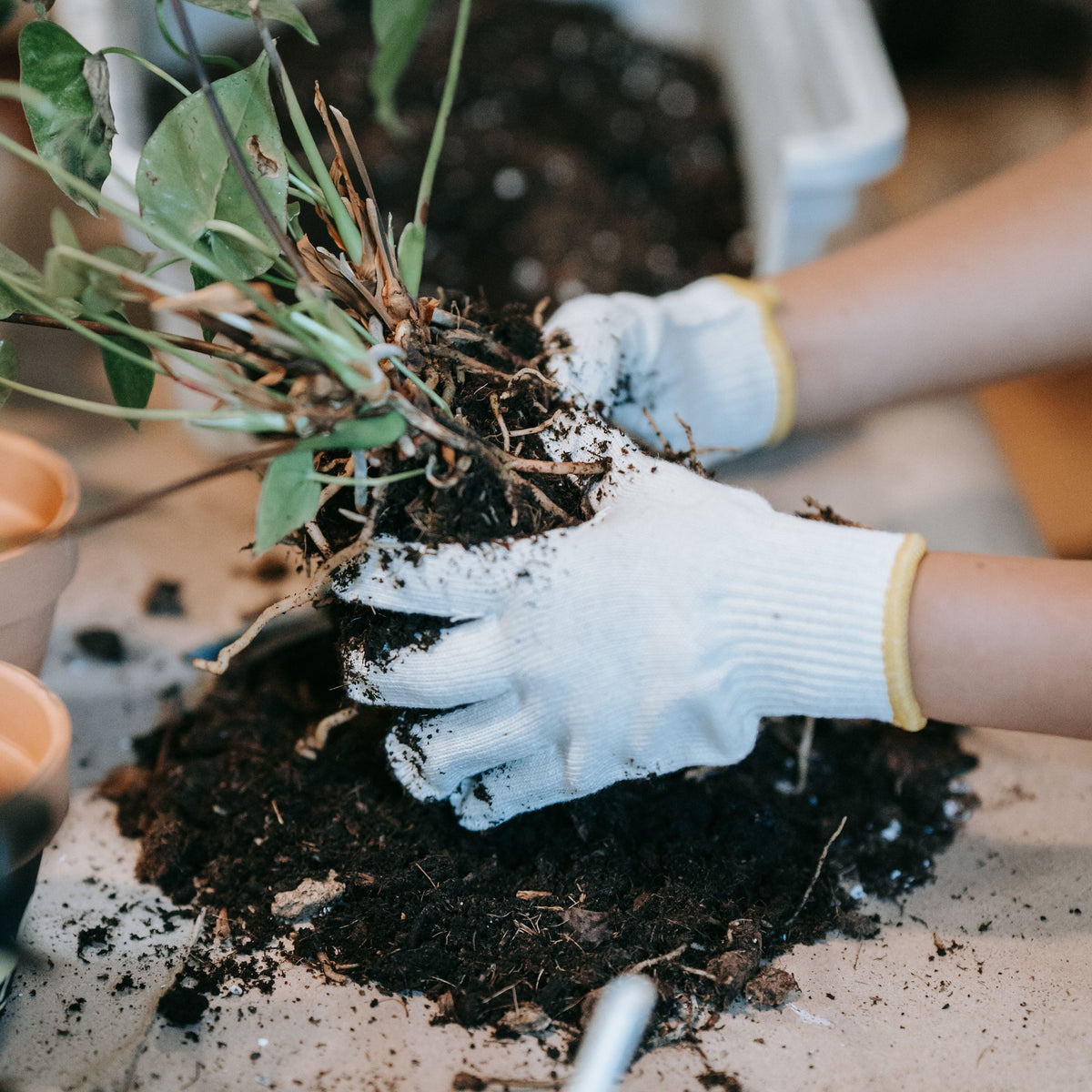 Manutenzione del terreno e delle piante