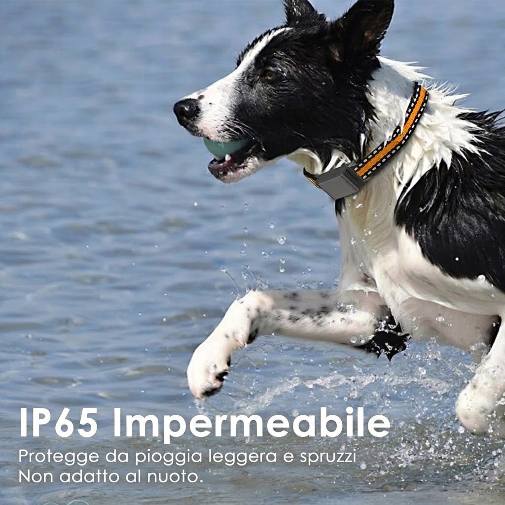 WagiPoint